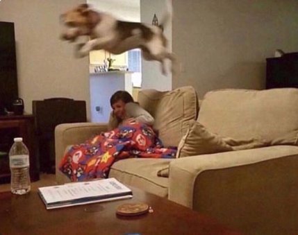 *alguém bate na porta*

meu cachorro: