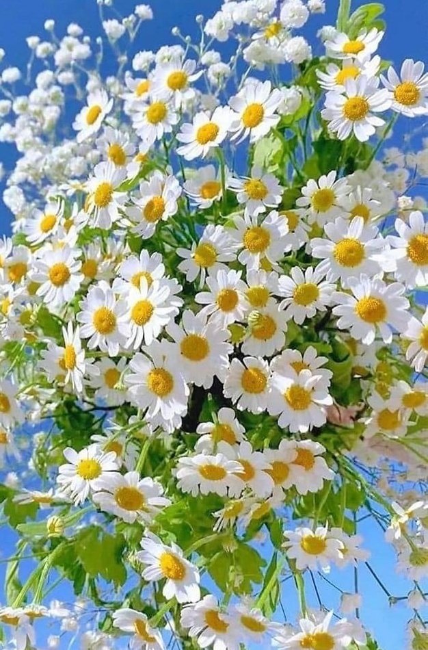 KaranfilKenan's tweet photo. @Alparslan41071 @sena_solakoglu @TRTRadyo3 @TRTistradyosu @scorpions Merhaba Sena hanim Playlist yine mükemmel Seçim yapmak zor da olsa #VanHallen deyip bekliyor,Kemalpaşa dan herkese sevgi ve slmlarimi sunuyorum iyi yayinlar Hosgeldiniz 🙋♂️⚘🎶📻☕🍒🐞🧿🤘 https://t.co/xJklsibIlJ