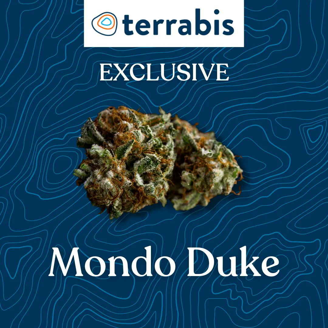 🌲 A new Terrabis Exclusive is dropping! Mondo Duke, aka Big #2, is a super gassy culitvar cross between the famous Big Duke and the classic Number Two. Mondo Duke has a truly unique smell and taste.