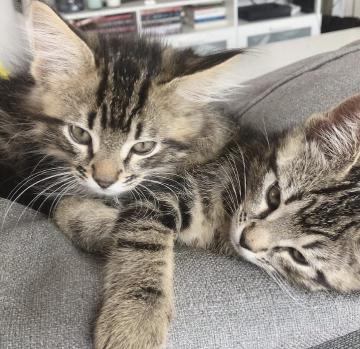 happy 1st birthday to my april fools babies 🥹