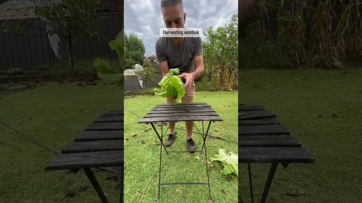AllForGardening's tweet image. #Cabbage harvest ##Gardening ...
 
#HowToGrow #MyBackyard #Selfsufficiency #SydneyBackyardVeggies
 
allforgardening.com/429438/cabbage…
