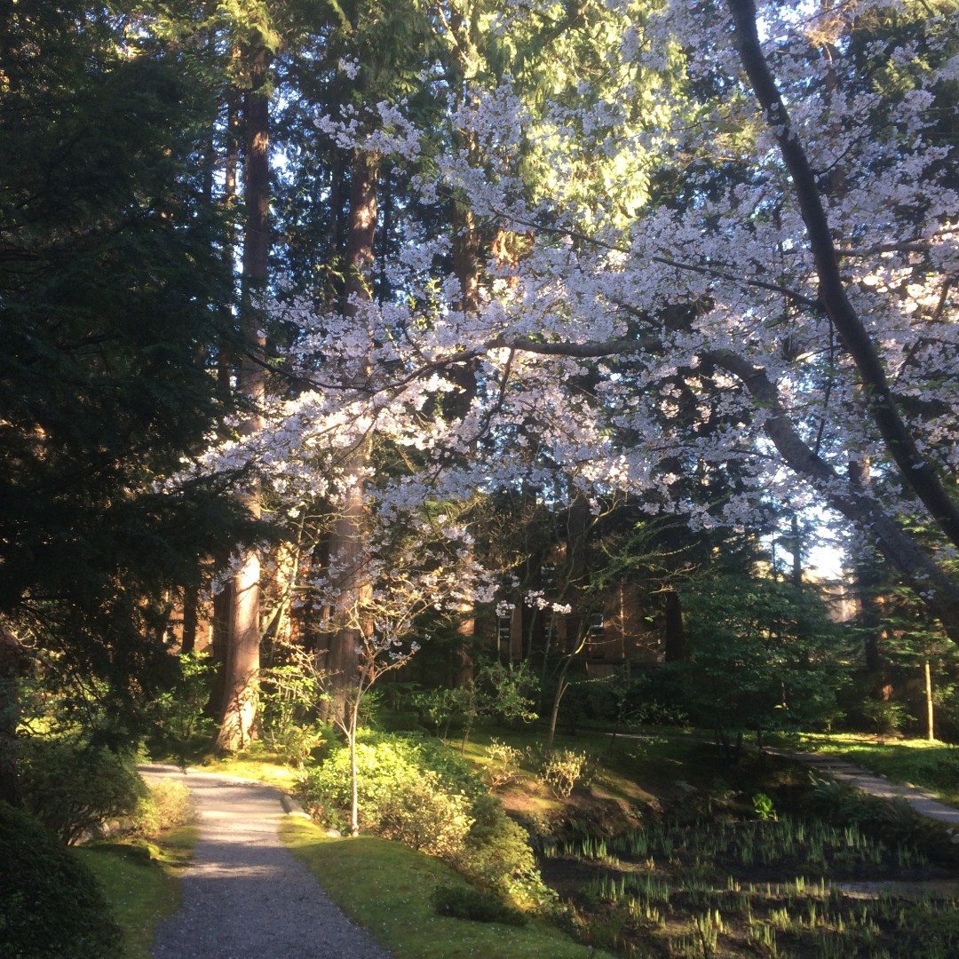 It's officially spring! Visit Nitobe Memorial Garden, now open Tuesday to Sunday from 10 am - 4:30 pm. 🌸

Please note that today, April 1st, Nitobe Memorial Garden will be closed for a private function from 12:00 pm to 2:30 pm.

#japanesegarden #nitobegarden #spring