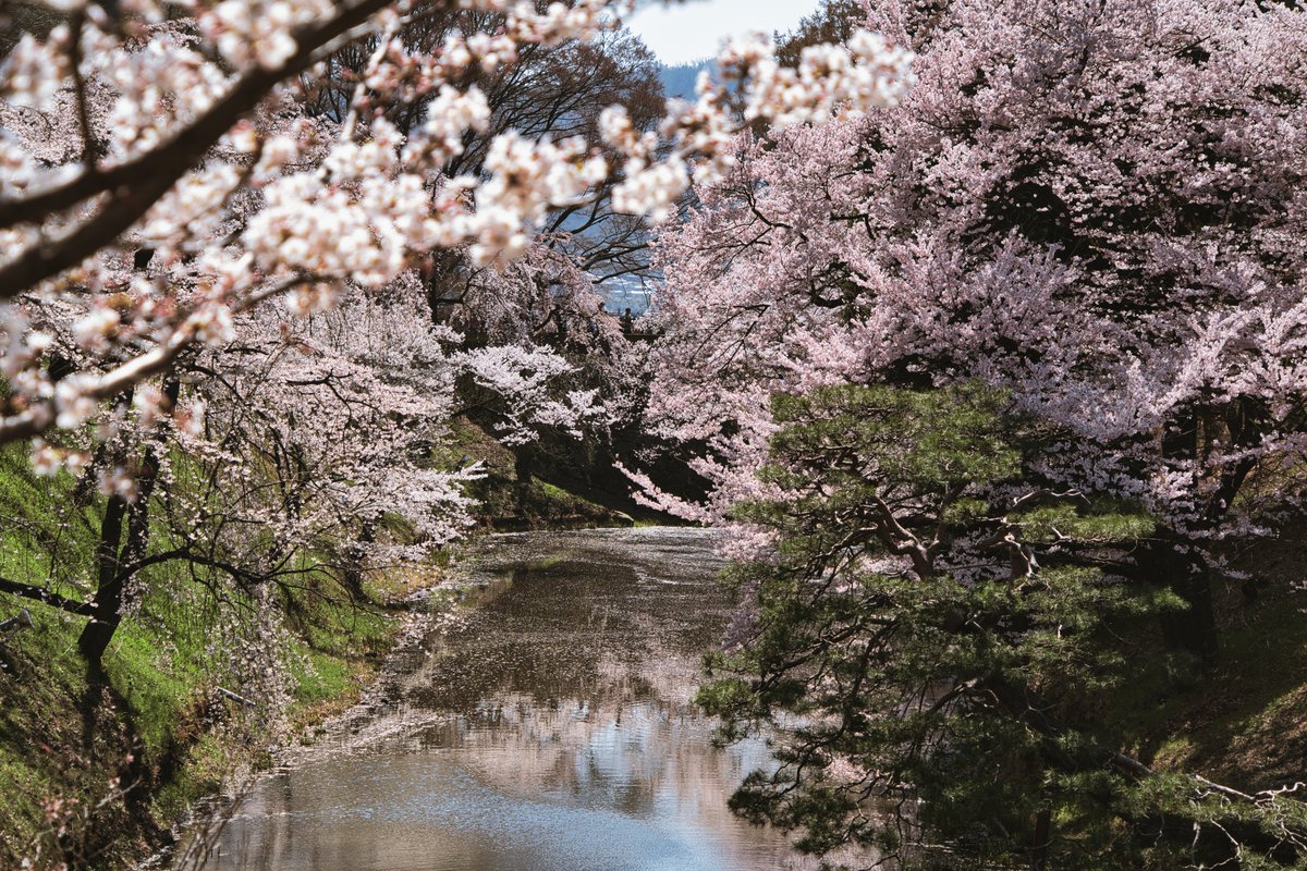 kakaron80's tweet photo. 上田城の桜の様子！
美しい… https://t.co/qeeoLACfU0