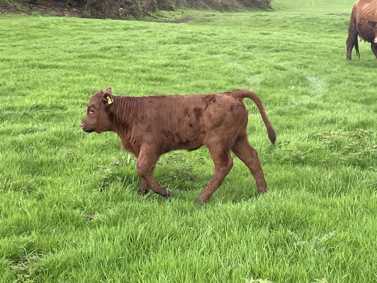 ExeValleyLamb's tweet image. Cattle moved off their winter keep into fresh lush grass. Cows and calves looking very happy. #devoncattle #rubyreds  #cattle #nativebreeds #devon #exeter #exminster #grassfed #beef