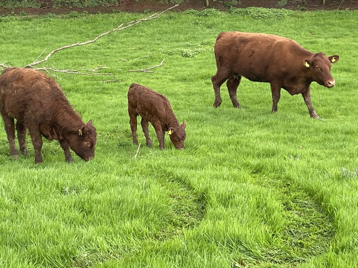 ExeValleyLamb's tweet image. Cattle moved off their winter keep into fresh lush grass. Cows and calves looking very happy. #devoncattle #rubyreds  #cattle #nativebreeds #devon #exeter #exminster #grassfed #beef