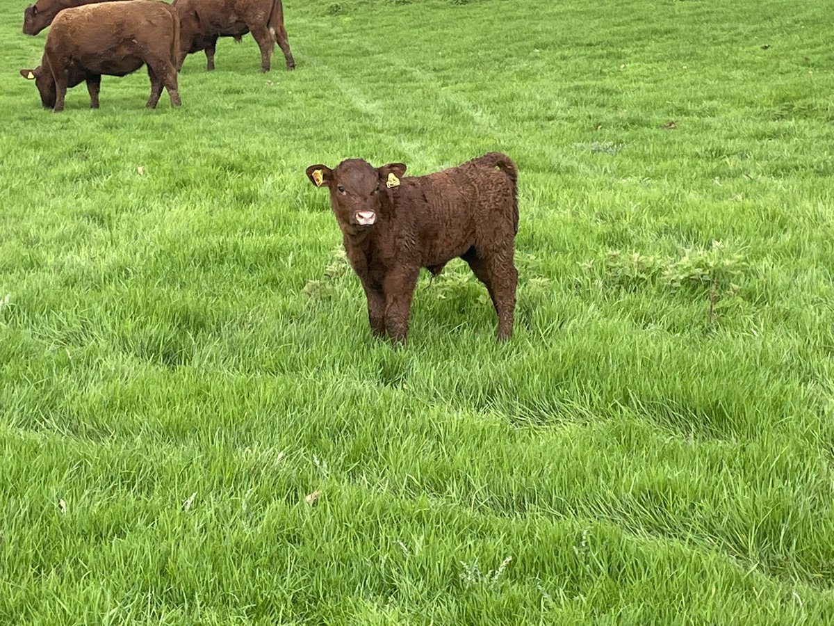 ExeValleyLamb's tweet image. Cattle moved off their winter keep into fresh lush grass. Cows and calves looking very happy. #devoncattle #rubyreds  #cattle #nativebreeds #devon #exeter #exminster #grassfed #beef