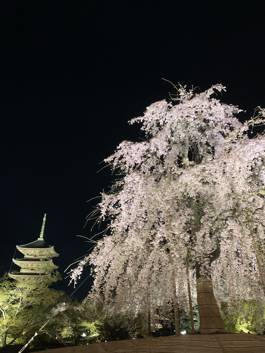 imageplus1010's tweet image. 京都で花見してきたんだけど、東寺の夜桜ライトアップがあの世感あって本当に綺麗だった。コロナ前より人多かったかな。満開過ぎの見ごろでした