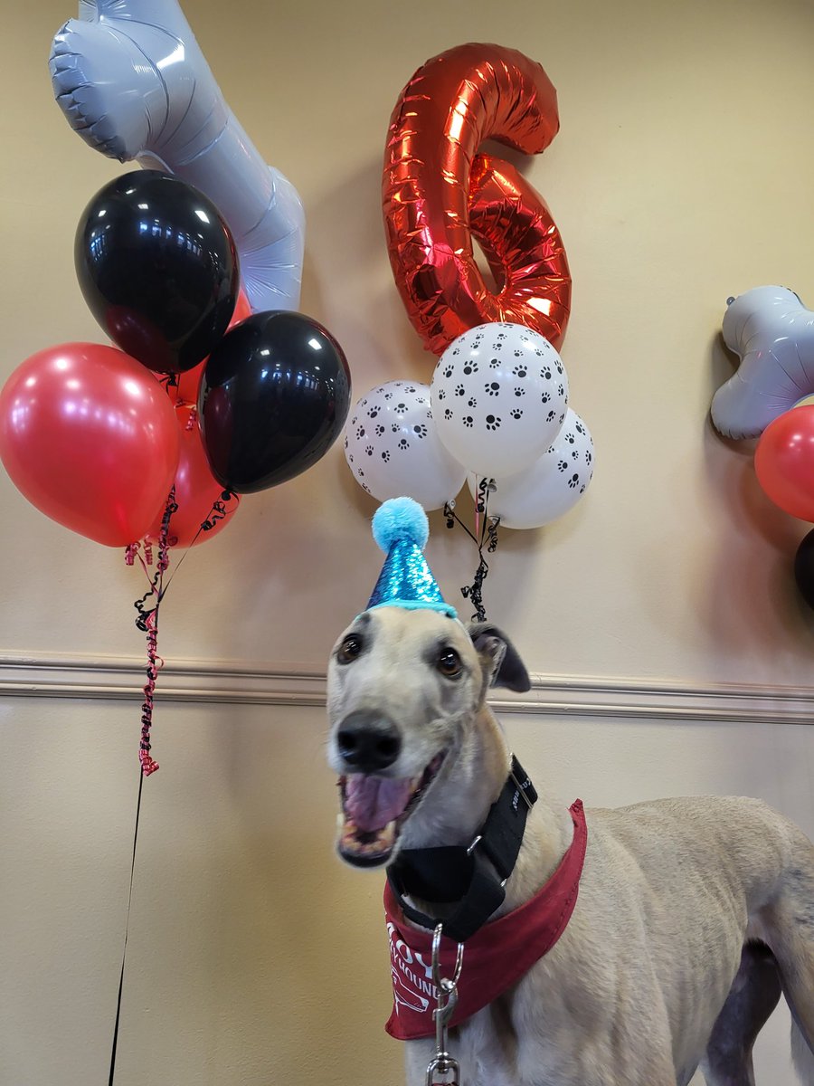 uindy's tweet photo. Happy 6th birthday to the best mascot a university could ask for, @uindyhound! #gradypack https://t.co/yYRCgvUqhv