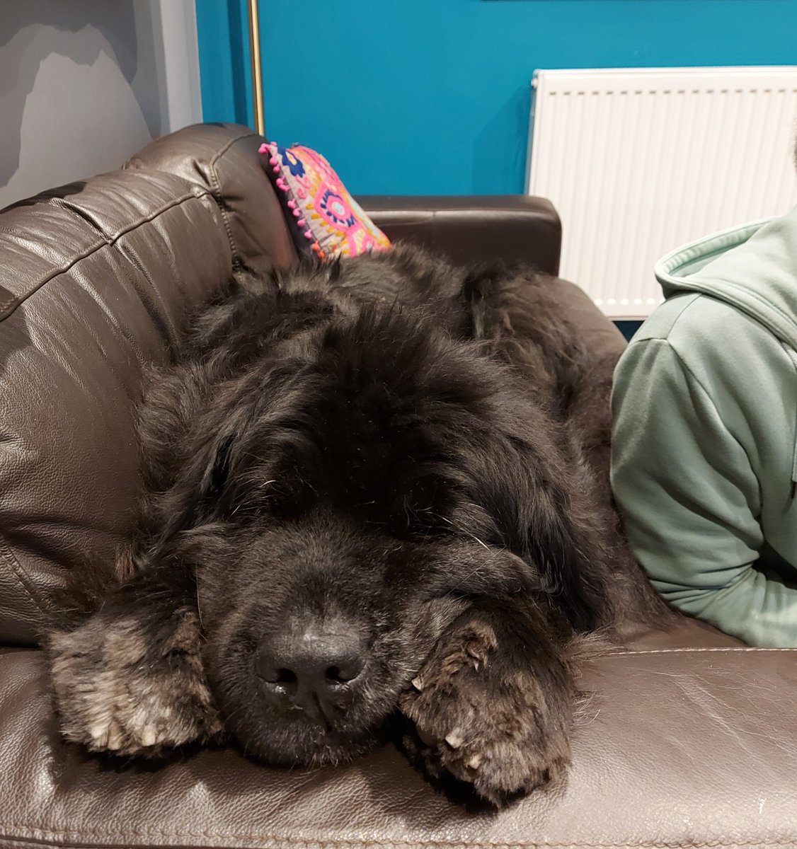 Advanced dog training! Kokohas finally trained The Hubby to sit and stay whilst she languishes on the sofa 🤣🐕🤣 #DogsBehavingVeryBadly #dogtrainingtips #dogtraining #Newfoundland #dogsoftwitter #Dogsarefamily