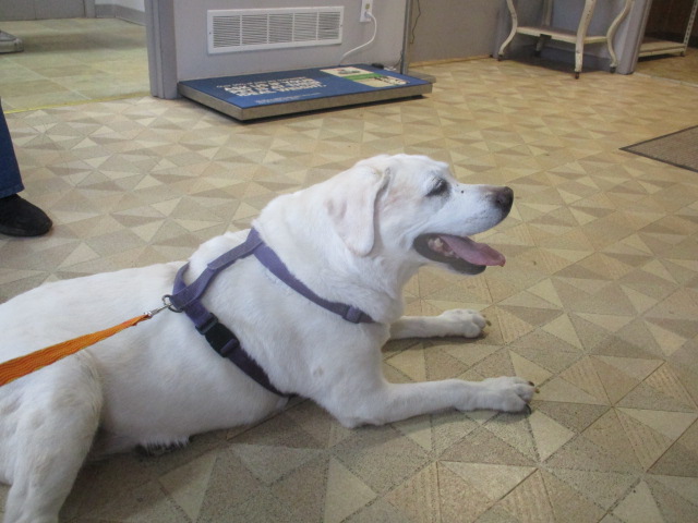 Pals~ Vet said I have Vestibular Disease. Its like a Vertigo type thing. NOT life threatening! Time is all I need and if it happens again some Dramamine. 💜Thank you SO much for all the love &amp; prayers!! It means so much to Mom, Dad , CJ and I  

Please retweet this for me friends