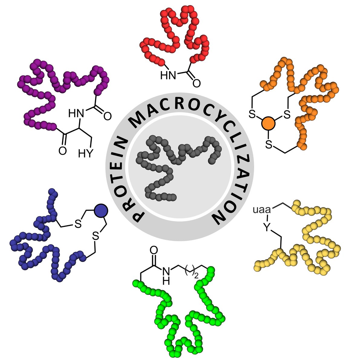 TomNGrossmann's tweet photo. Congratulations to Anissa and Saskia @AnissaHaim @SaskiaNeubacher @VU_Science

>> Protein Macrocyclization for Tertiary Structure Stabilization <<  @ChemBioChem

https://t.co/MlkYXXMu3h https://t.co/NRAnln95xq