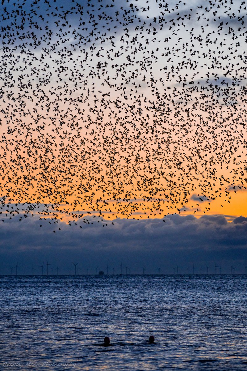 Swimming with Starlings ✨🏊

As the swimmers relaxed in the ocean they looked up into the sky to watch nature's very own air show.

0.07 $ETH Reserve
1/1 Edition

Link below 👇