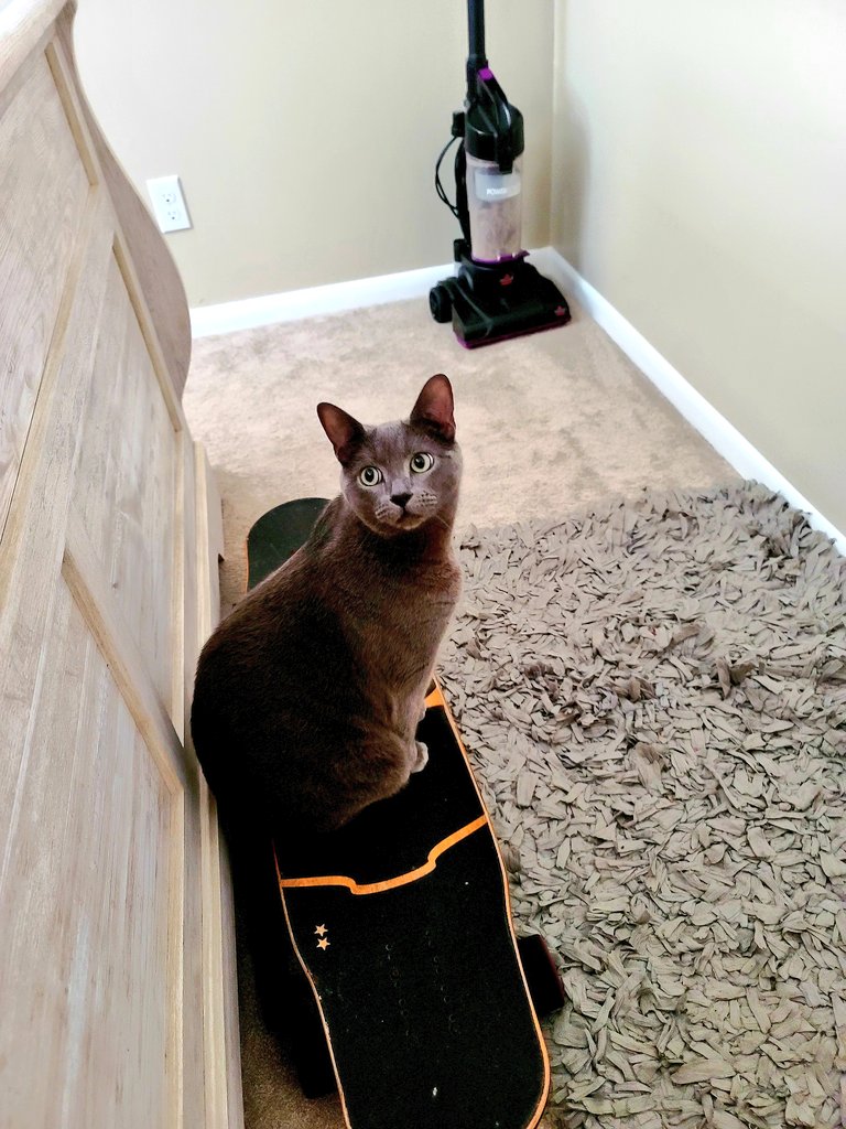 😺🛹