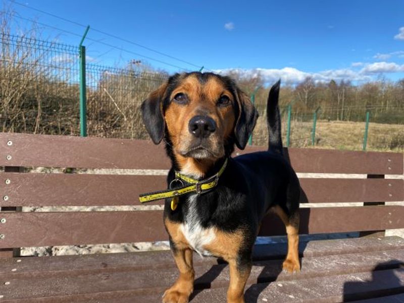 Please retweet to help Otis find a home #EDINBURGH #SCOTLAND #UK   
Small Crossbreed aged 2-5. He's clever and knows some tricks. He's looking for a patient, adult home as the only pet.   
DETAILS or APPLY
dogstrust.org.uk/rehoming/dogs/… #dogs #pets #animals