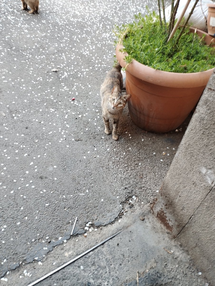 TbilisiCats's tweet photo. https://t.co/7buJlpN6nB