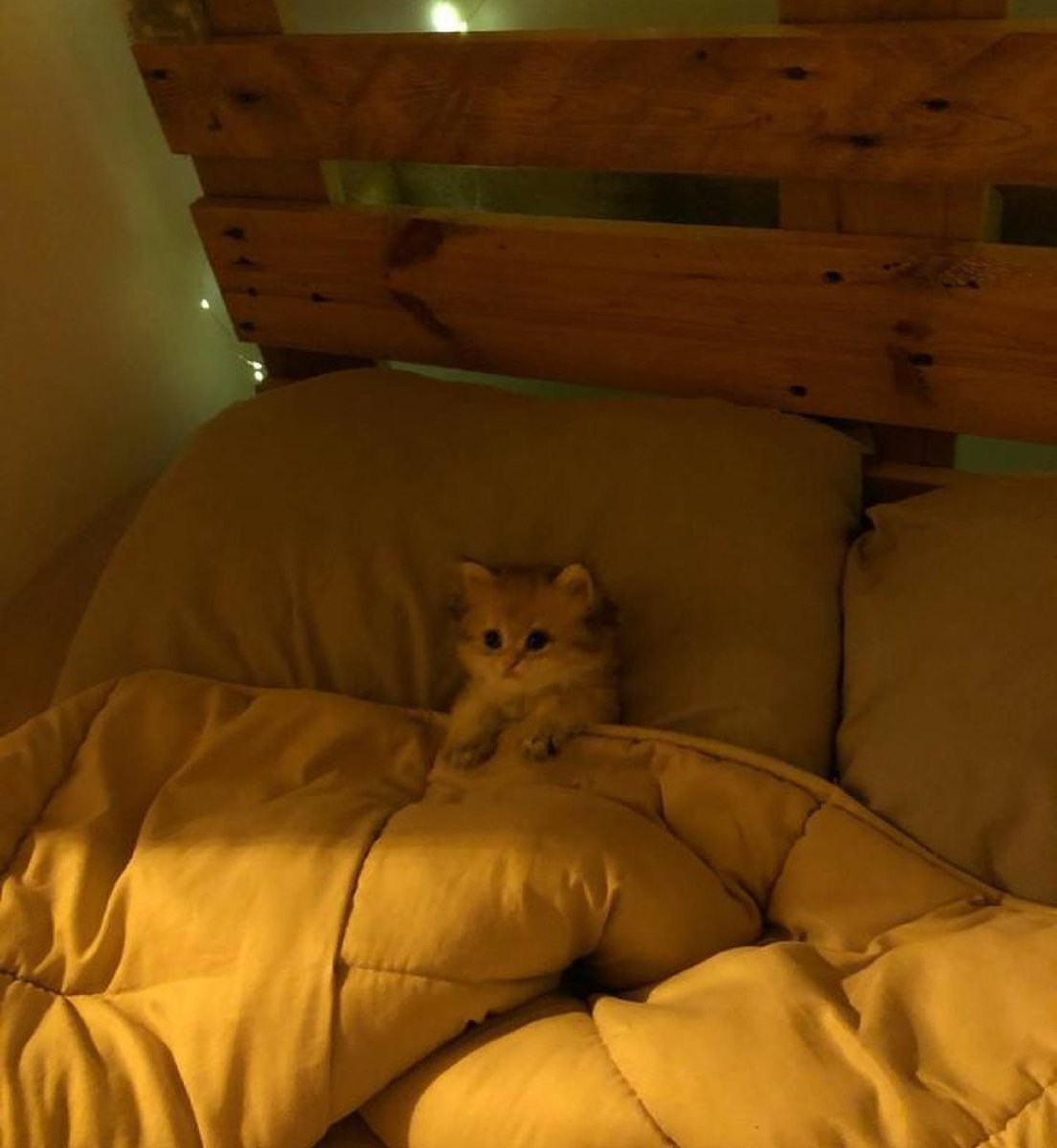 kapebeansies's tweet photo. https://t.co/V59Z4mLLuF