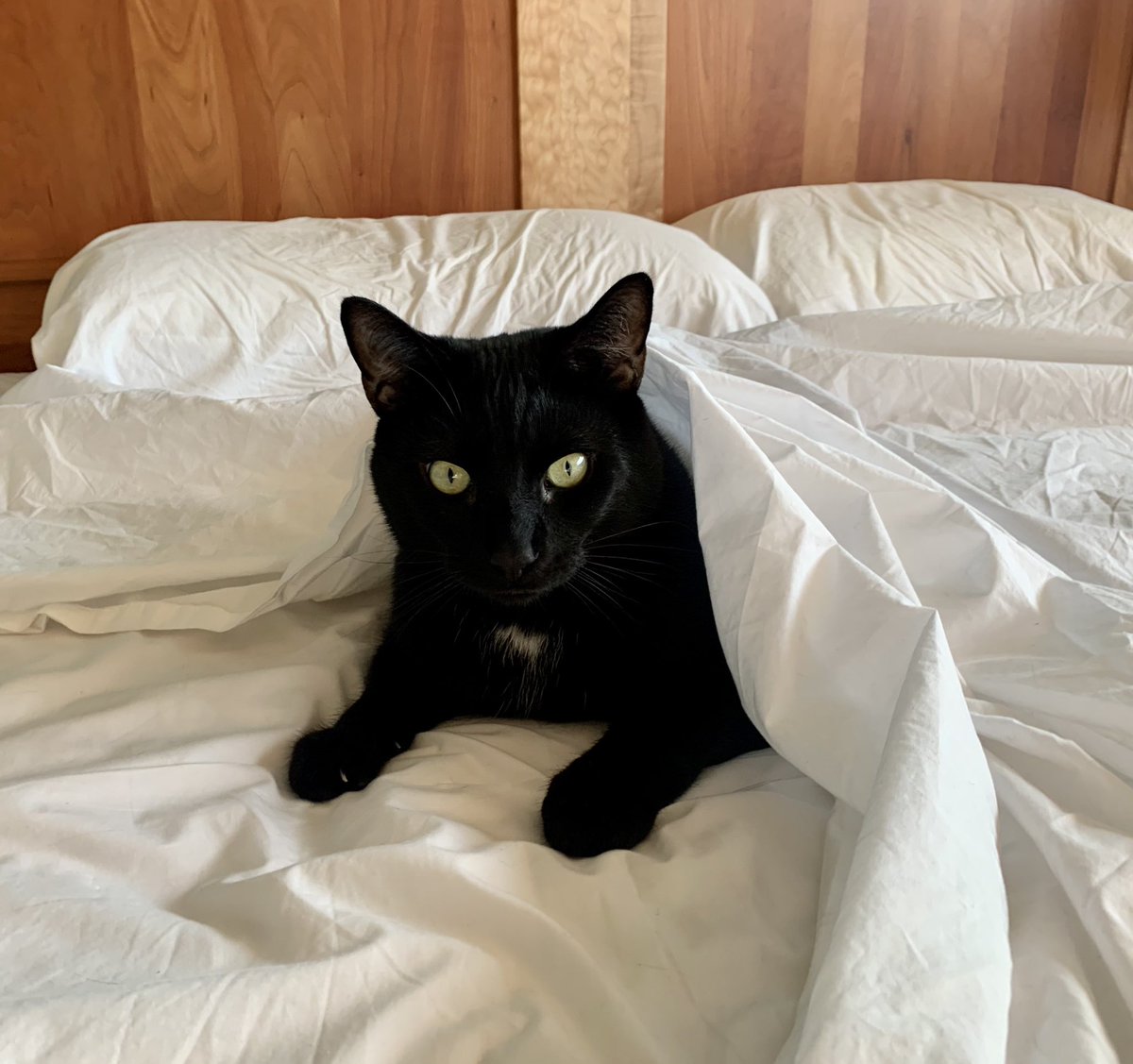 Nicole George tweet media