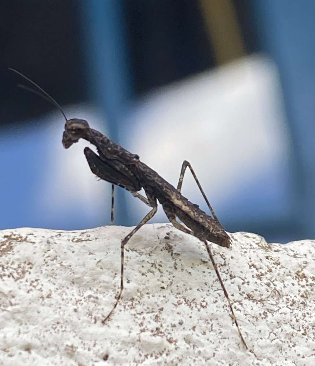 Hoy arrancó la expedición “Atlántica”, en busca de las mantis religiosas del Bosque Atlántico de Brasil. La expedición es liderada por su servidor <a href="/piskomantis/">Julio Rivera, PhD</a> junto a <a href="/projetomantis/">Projeto Mantis</a>, con el auspicio del #Insectarium de Montreal y <a href="/EspacePourLaVie/">Espace pour la vie</a>. Estén atentos a las novedades!