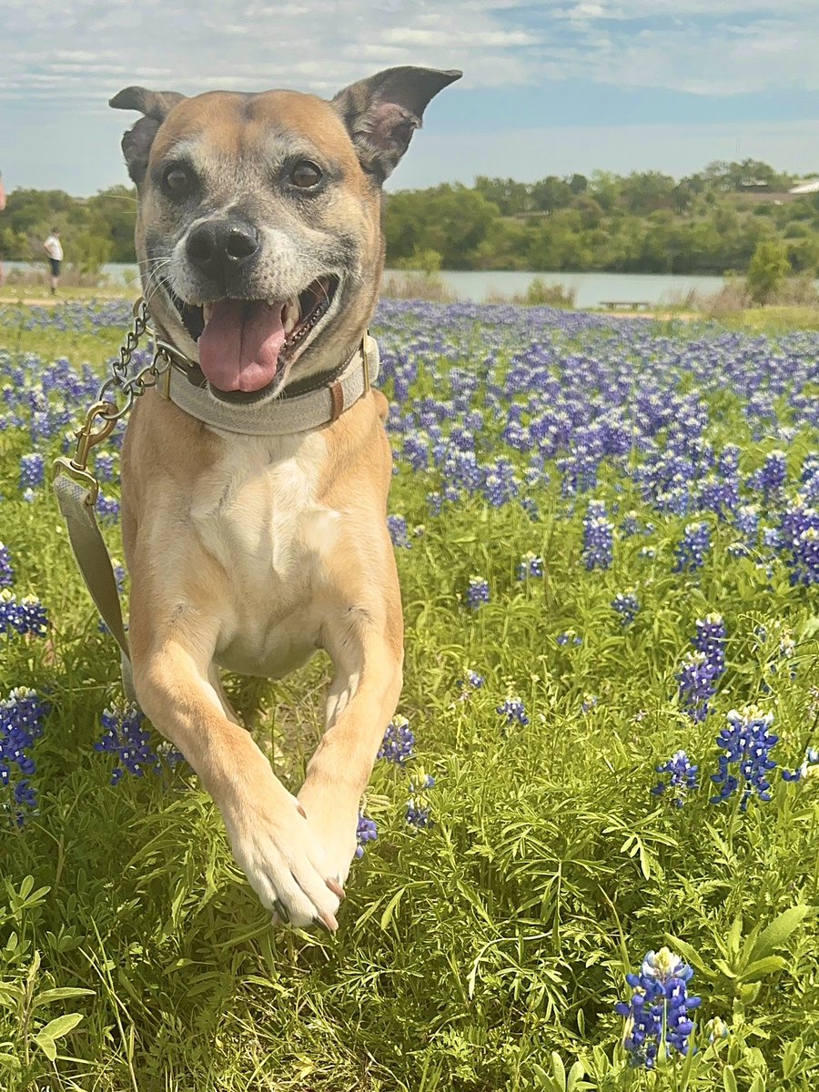 BonsaiBride's tweet image. Are you even Texan if you don’t post bluebonnet photos? 💙