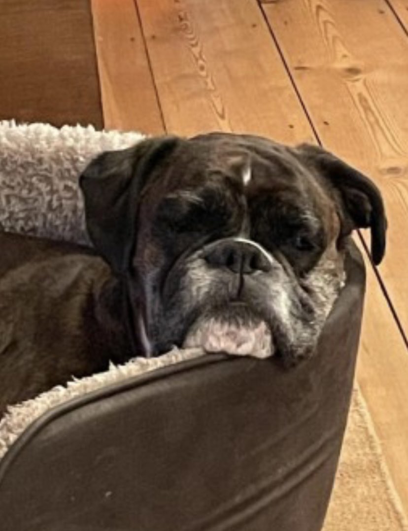 rosiedoc666's tweet photo. ‼️‼️OLDER LADY MISSING‼️‼️
ESME missing ESCAPED FROM DAUGHTERS GARDEN #RG27 SOUTH EAST 1/4/23
Female/OLDER ADULT #Boxer brindle
Tagged/chipped&spayed
https://t.co/z4RZUldM1M
@ReadingNowNet @ReadingLibDems @JacquiSaid @MsTKIndeed @LisaClareRead2 @gelert01 @KarenFi51820768 https://t.co/wVayYW8A1x