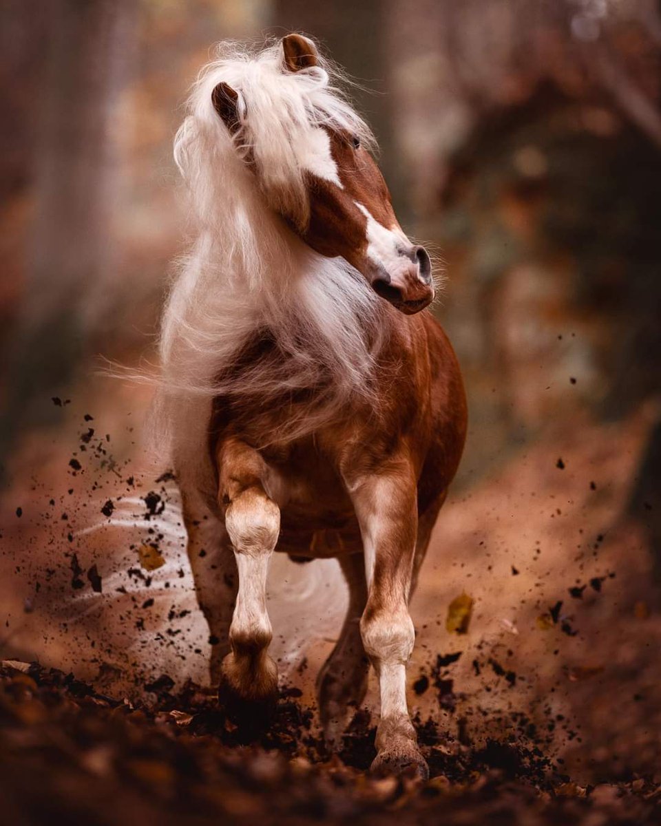 Majestic Horse 😍😍
By 📸 Claudia Rahlmeier - Tierfotografie Bayern⁣