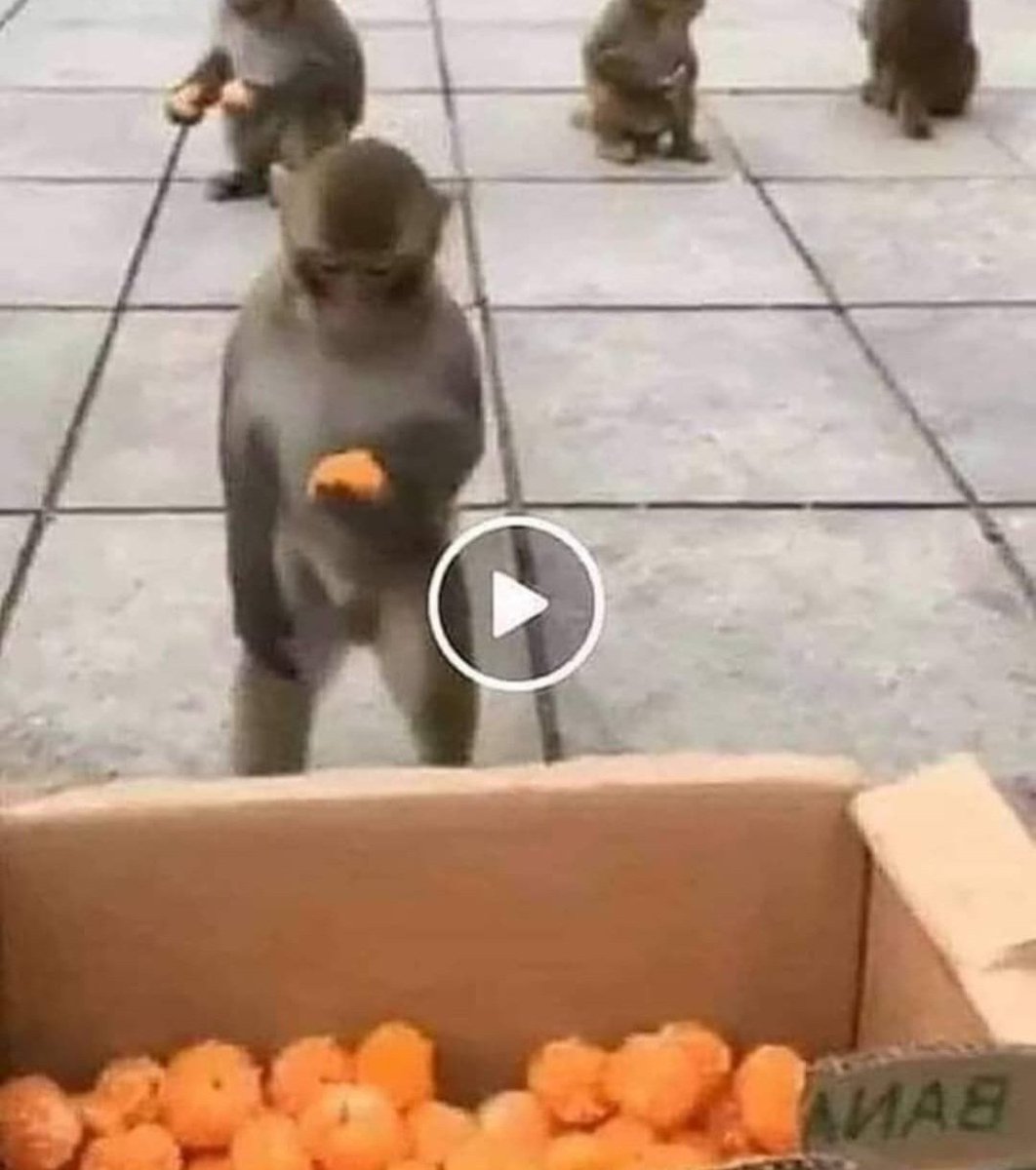 How to fool a monkey...