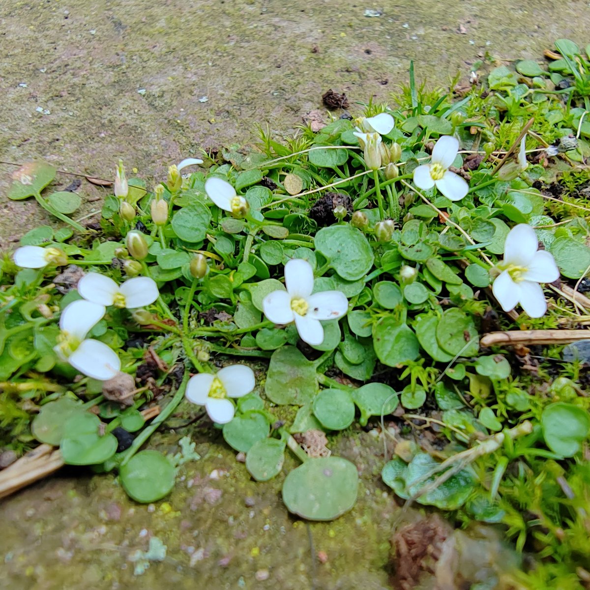 Ian Boddison tweet media