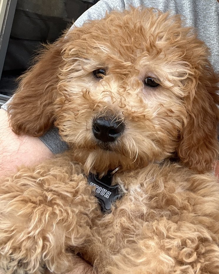 MSLuxuryVIP's tweet image. A warm welcome to our NEW Company mascot “RUSTY”. He is only 12 weeks old, and loves being in our new luxury fleet vehicles. 

#mslux #msluxuryvip #NLA #atx #chauffeurdriven #Austin #austinlife #lakewaytexas #RoundRock #domain #cedarparktx #leandertx #goldendoodlepuppy