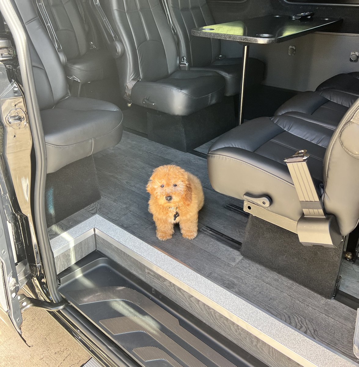 MSLuxuryVIP's tweet image. A warm welcome to our NEW Company mascot “RUSTY”. He is only 12 weeks old, and loves being in our new luxury fleet vehicles. 

#mslux #msluxuryvip #NLA #atx #chauffeurdriven #Austin #austinlife #lakewaytexas #RoundRock #domain #cedarparktx #leandertx #goldendoodlepuppy
