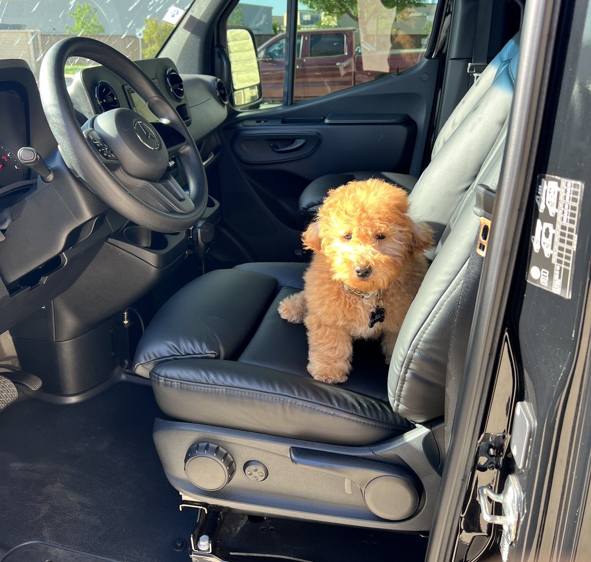 MSLuxuryVIP's tweet image. A warm welcome to our NEW Company mascot “RUSTY”. He is only 12 weeks old, and loves being in our new luxury fleet vehicles. 

#mslux #msluxuryvip #NLA #atx #chauffeurdriven #Austin #austinlife #lakewaytexas #RoundRock #domain #cedarparktx #leandertx #goldendoodlepuppy