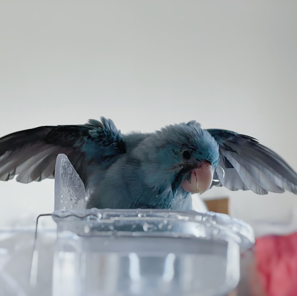 __Rhodamo's tweet photo. そんな息ぶくぶくしたら鼻ちょうちんもできるって

#マメルリハ https://t.co/v11xRlS5pn