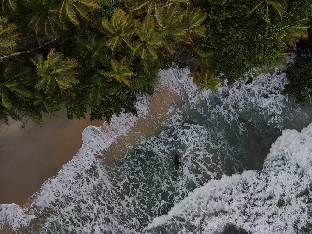 GM 🌴🐍🌿🥑🐛🌳