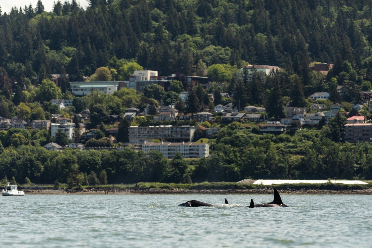 The Salish Sea is truly a wonder. We see orcas, salmon, eagles &amp; other species travel up &amp; down its coasts, taking advantage of the remaining habitats. Read about the shared strategy between B.C. &amp; WA to protect the Salish Sea in <a href="/seattletimes/">The Seattle Times</a> here: ow.ly/9WJn50Nxpa8