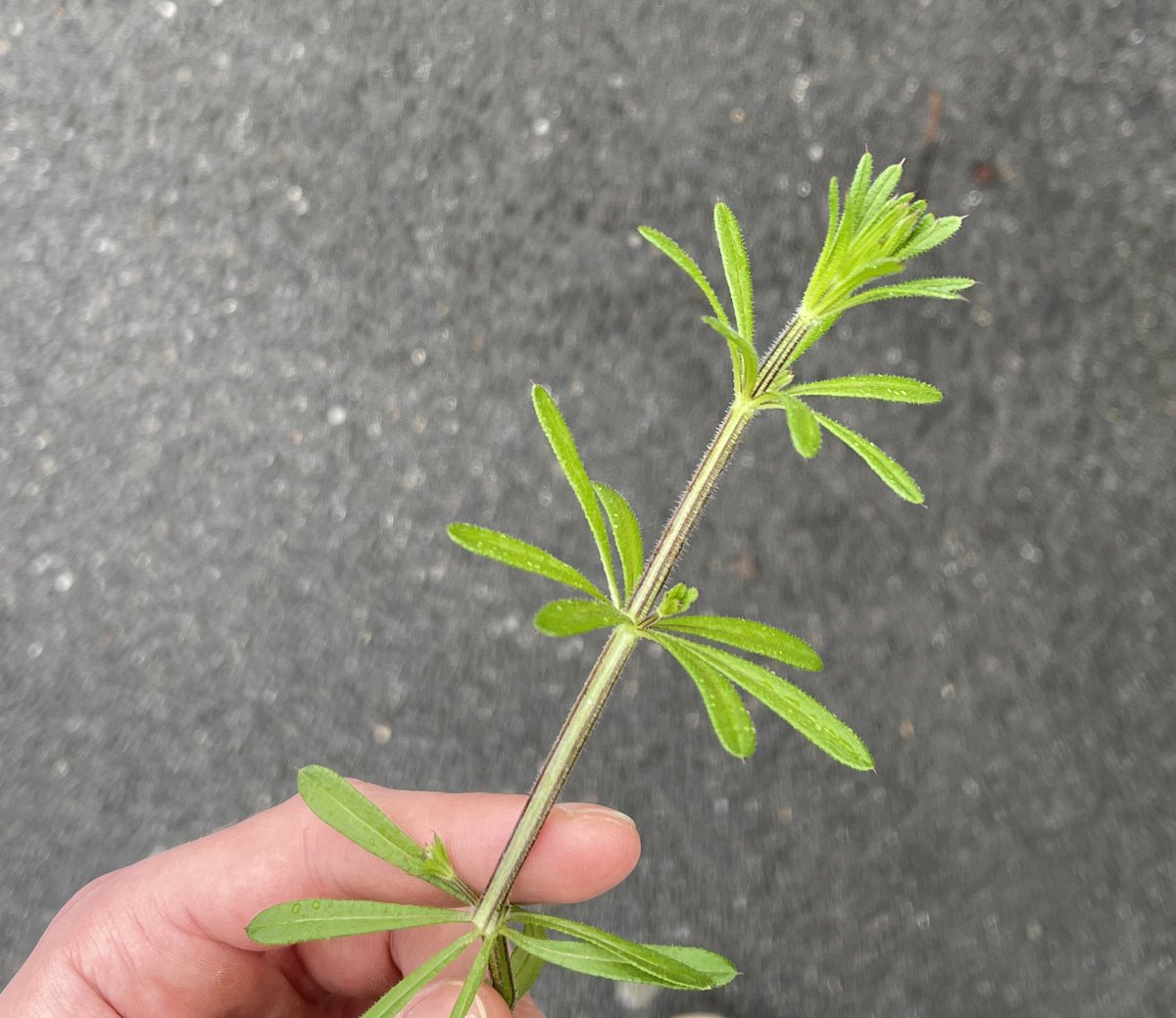 wannsde nt wees wt dei heiten planz kann, dann haasde keng kandheet 🦠