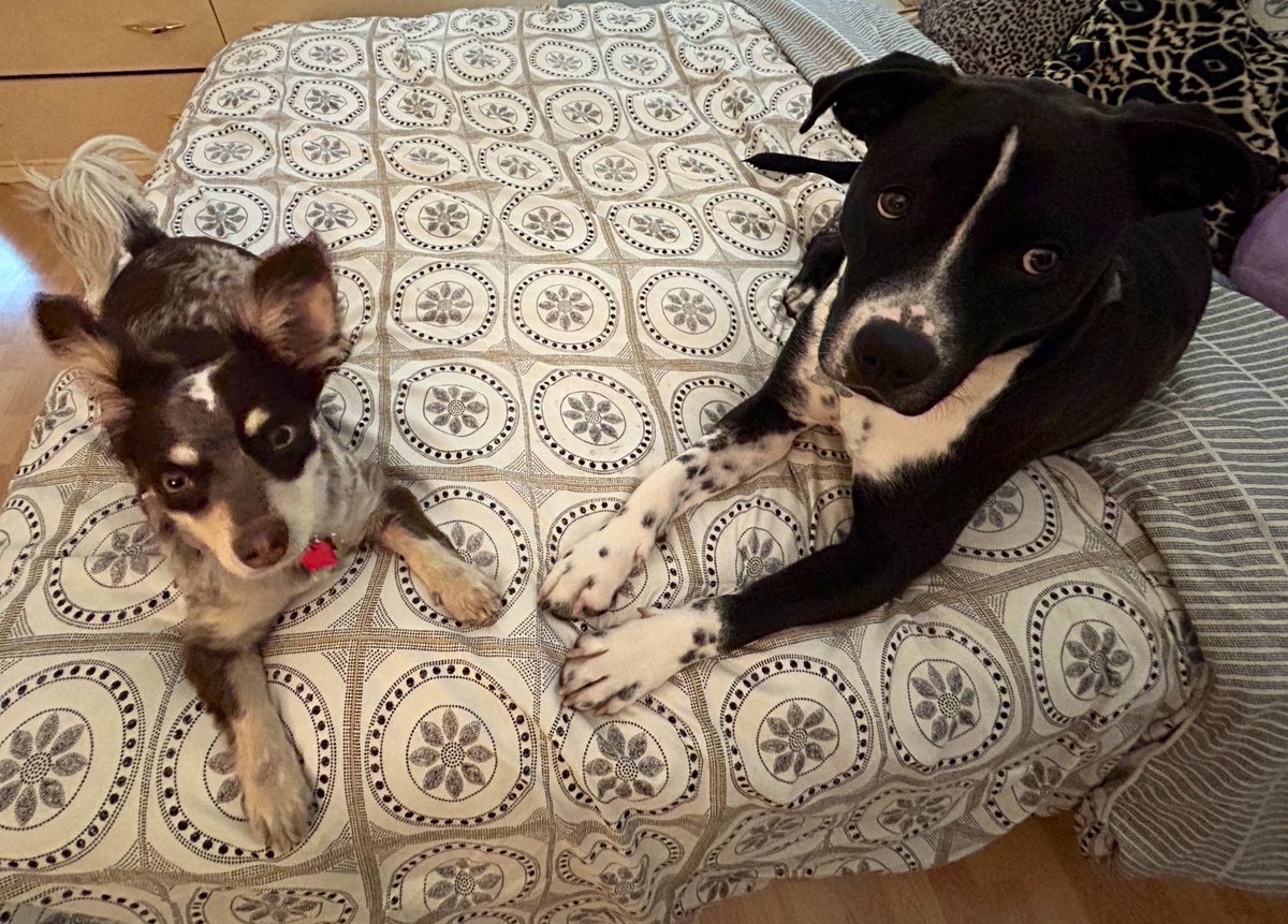 Spent this spring break with the best companions, Chispita and Junior! #mydoggos 💗🥹❤️