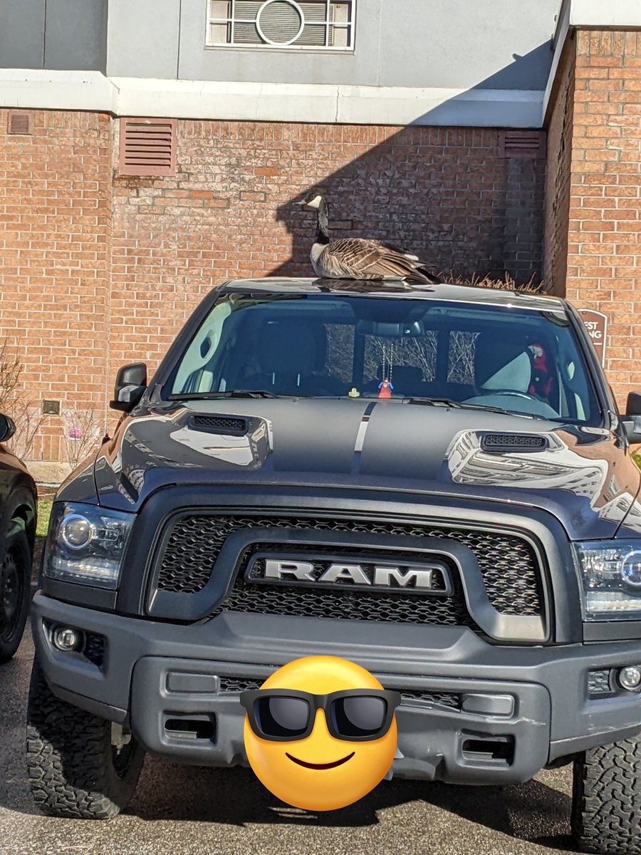Is the April Fools joke on the goose or the truck owner 😬