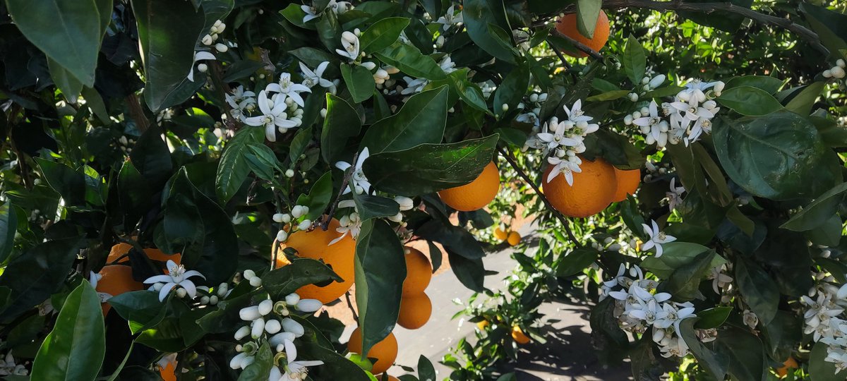 Dis-me que eres valencià sense dir que eres valencià