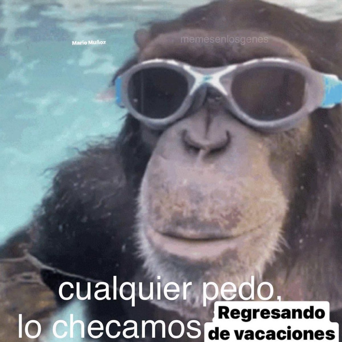 memesenlosgenes (@memesenlosgenes) on Twitter photo 