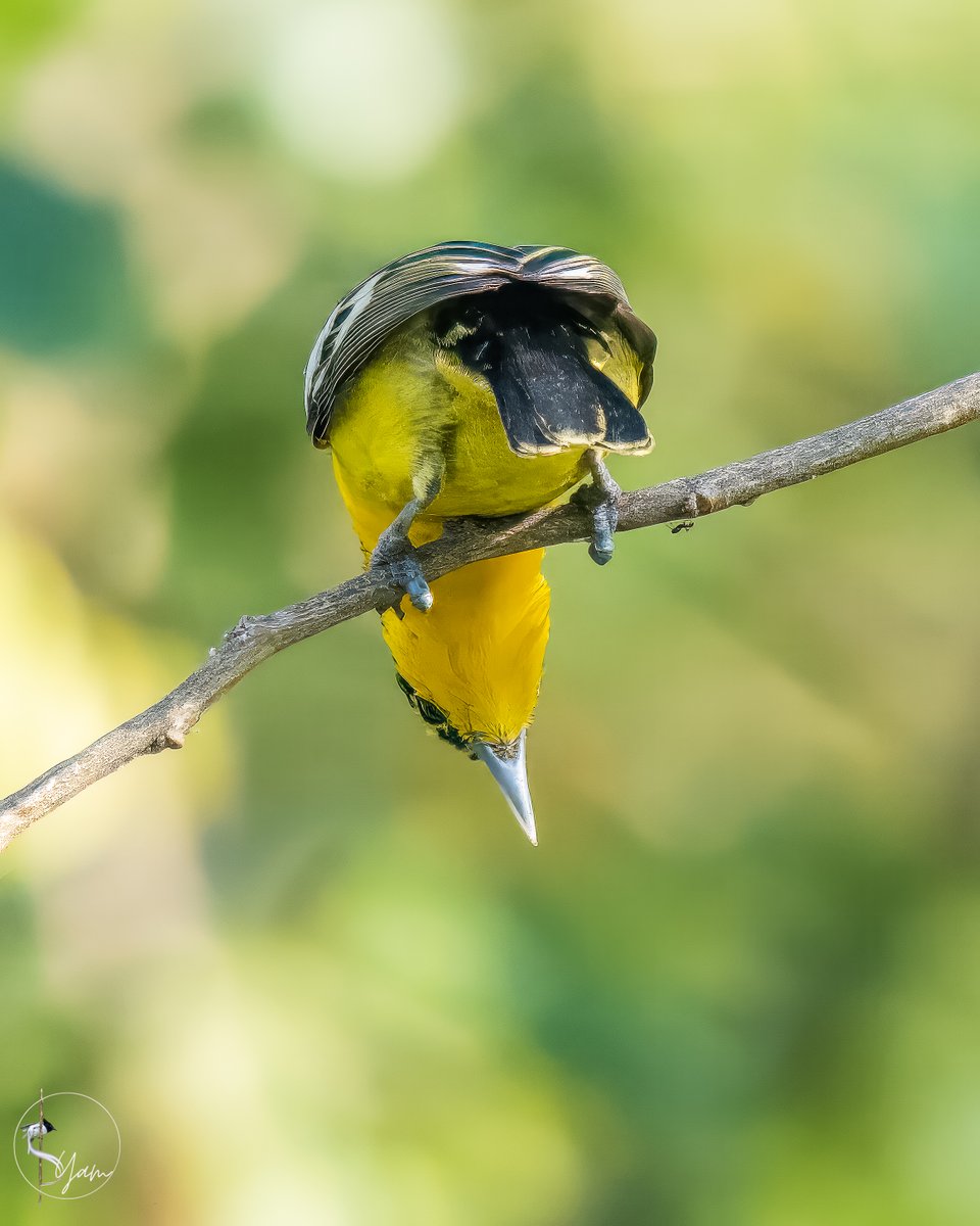 SyamPotturi's tweet image. Stop #AprilFoolsDay... where are you, Mr. Ant?

Common Iora
Ameenpur, Hyderabad, Telangana
Mar2023

#commoniora

instagram.com/syampotturi

#IndiAves #birdwatching #birdphotography #birds #BirdsSeenIn2023 #TwitterNatureCommunity #Nikon #D850 #SIGMA60600mmSports #AmeenpurBHS