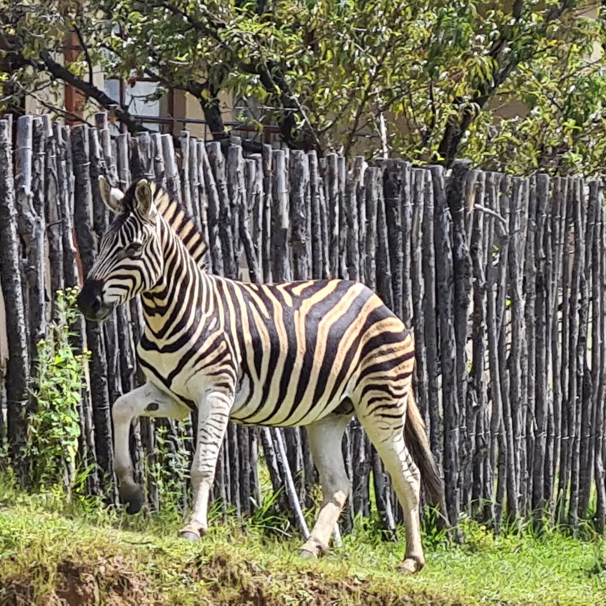 2023Topaz's tweet photo. Today we visited Khotsong lodge to see some animals and Thaba Bosiu cultural village 🦓🐃🛖 https://t.co/bz03QwQxJP