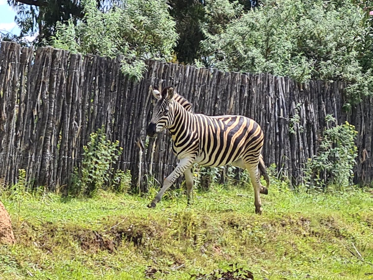 2023Topaz's tweet photo. Today we visited Khotsong lodge to see some animals and Thaba Bosiu cultural village 🦓🐃🛖 https://t.co/bz03QwQxJP