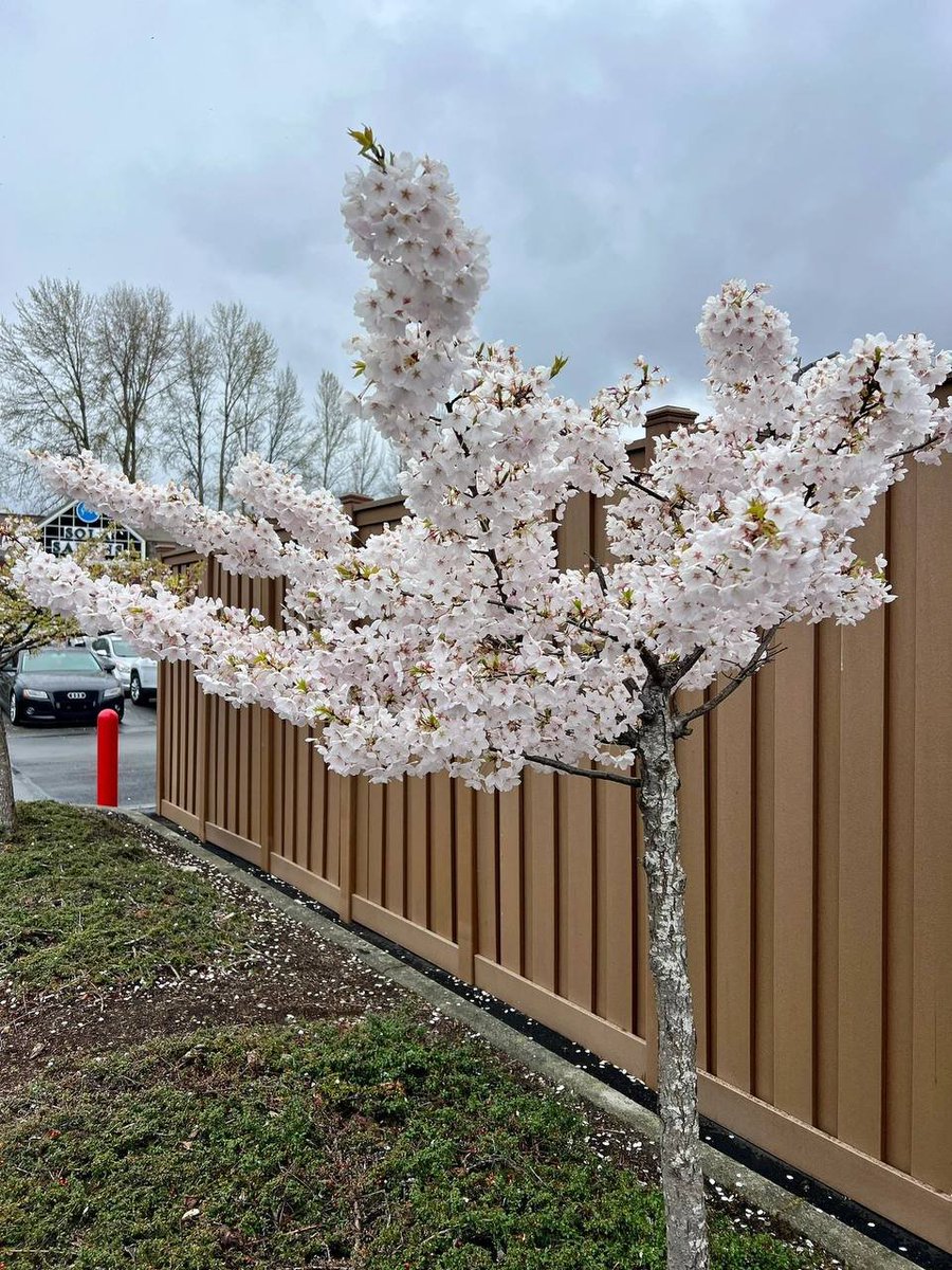 anna9312351's tweet image. Anyone who thinks fallen leaves are dead has never watched them dancing on a windy day 🌼🌼