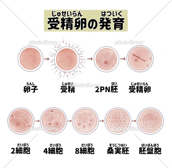 miydesu's tweet photo. @sc007bot2 量子の割には今のプログラムで言うならコードですね。量子コンピュータはこのコード1つにつき２５６倍。
受精卵の発育でいうと受精卵がコードなら、2PN胚は量子コンピュータ
。

ミクロでありマクロである。それが全ての事象に全て当てはまる。

ビックバンから原子は一瞬でもそのスポットはとても長い https://t.co/HR5qawBsJS