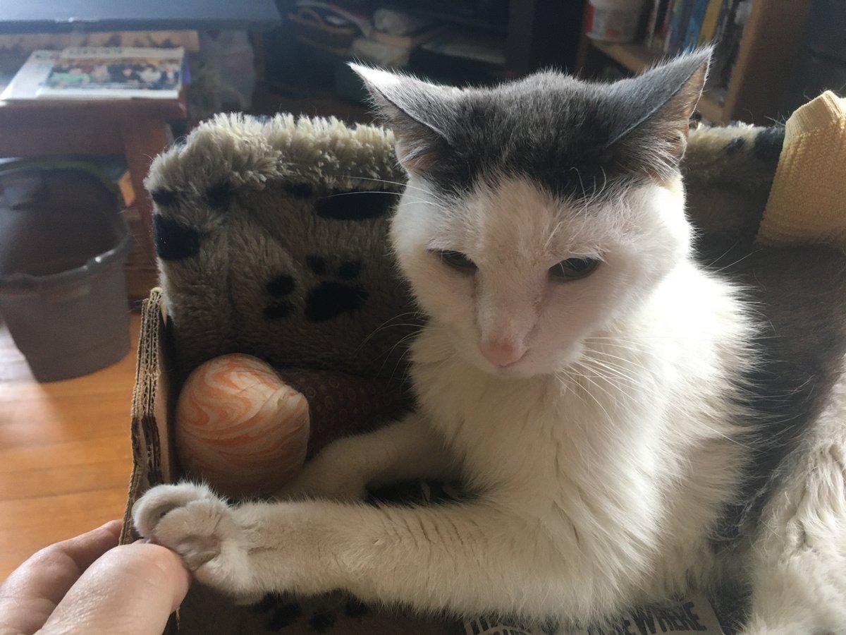 It’s been a pawsome #Caturday so far and I have Dad right where I want him! 🐾 

#CatsOfTwitter