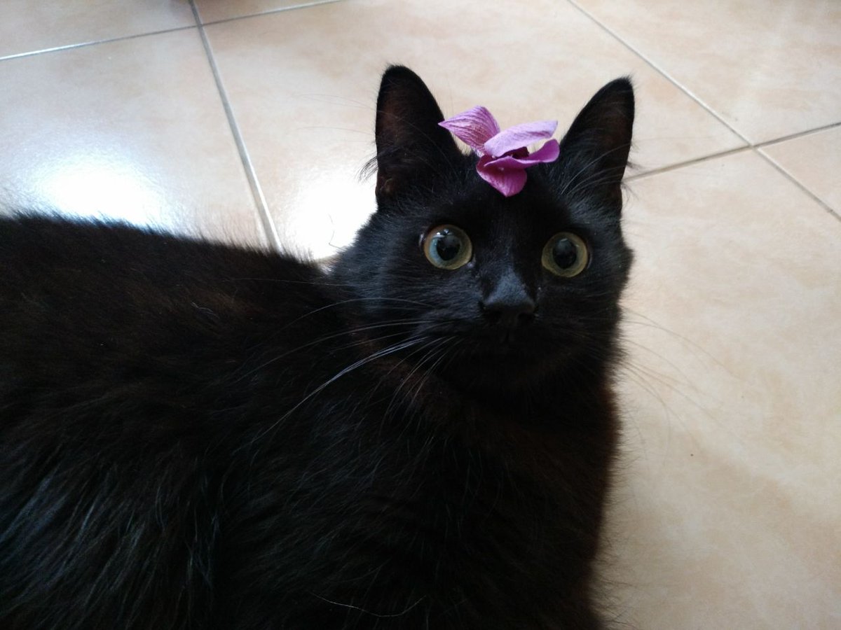 anya_koi's tweet photo. @BosorkaGame Meet my true familiar https://t.co/jzlLx0CrwL