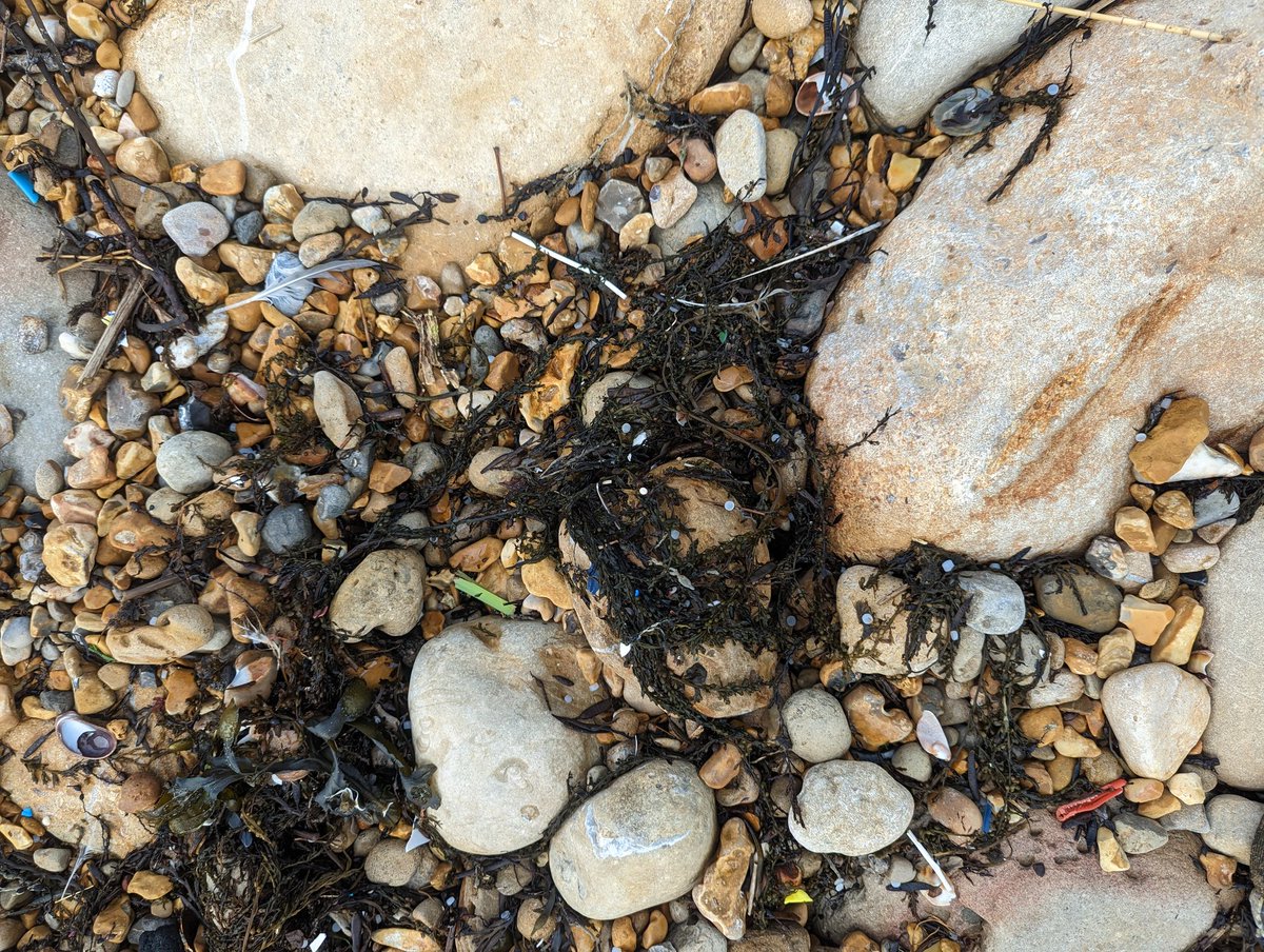 hannabxtr's tweet photo. They've also made it to Bowleaze Cove. @DorsetCouncilUK @WeymouthWTC https://t.co/9z9ewvs3DI