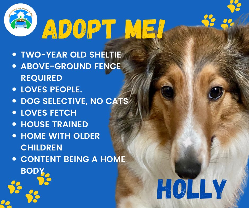Almosthomeohio's tweet photo. Sweet little Holly is looking for her home. See the link in our bio for info on how to bring her into your home and heart! 🐕🐾❤

#AHDRO #AlmostHomeOhio #AdoptDontShop  #AdoptableDog #RescueDog #RescueSheltie #Sheltie #ShetlandSheepdog https://t.co/414l7Yal8w