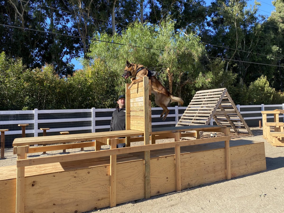 goldcoastk9's tweet photo. #K9 Koa working on one of our three obstacle course at the ranch.
#policek9 #patrol #dualpurpose #K9school #whatsyourstandard #Mbpdk9 https://t.co/znjH9xErWu