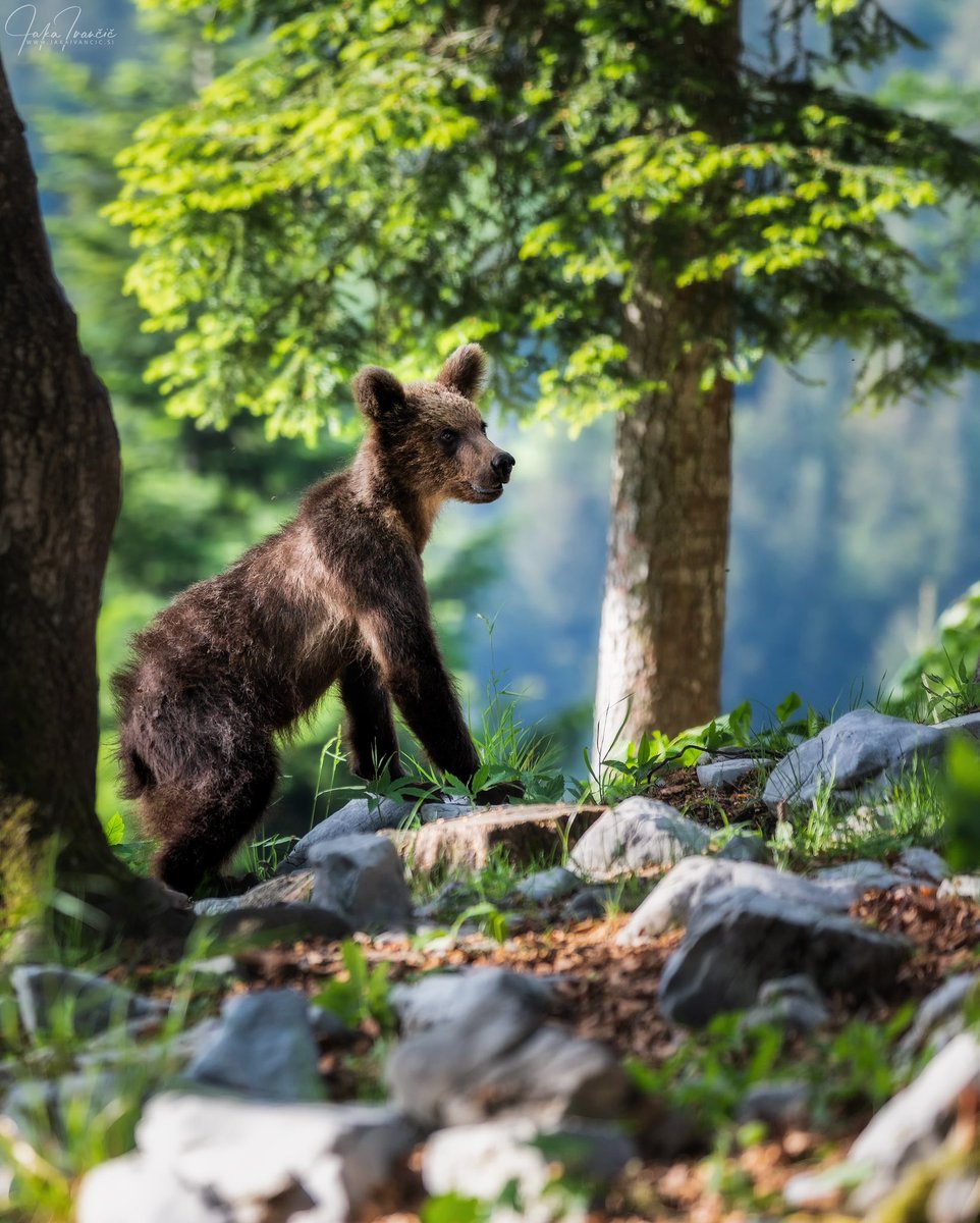 Teenager. 🐻 #bear #youngbear #sneznik #slovenia #slovenija #wild #wildlife #wildlifephotography #nature #naturephotography #landscape #landscapephotography #ifeelslovenia ph @jaka_ivancic