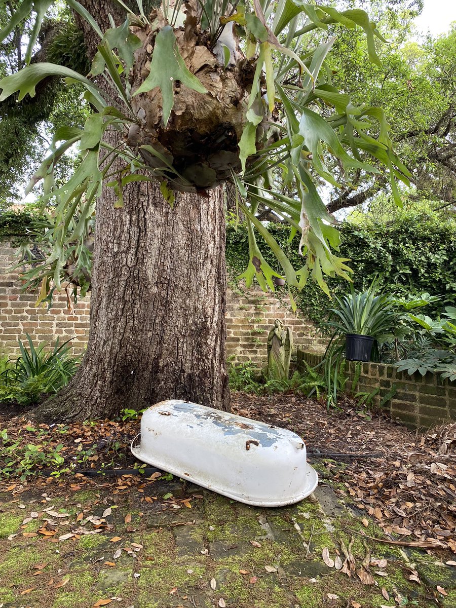 Sallyericson's tweet image. Bathtub and staghorn fern #randomscene